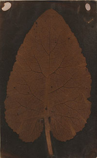 „Leaf“ - Fotograf unbekannt; Credit Sotheby's New York