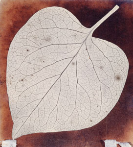 Foto William Henry Fox Talbot; Leaf, ca. 1840