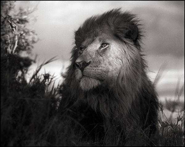 Foto Nick Brandt, Lion in Shaft of Light, Maasai Mara, 2012