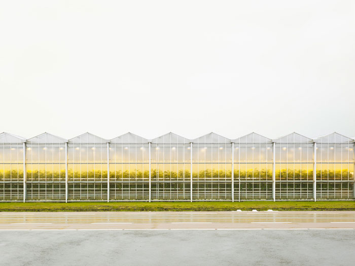 Foto Henrik Spohler, Gewächshaus mit Tomatenpflanzen, 2011