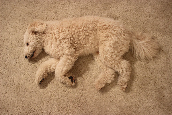 Foto Cara Patrice Volbracht, Flauschiger Hund auf Teppich