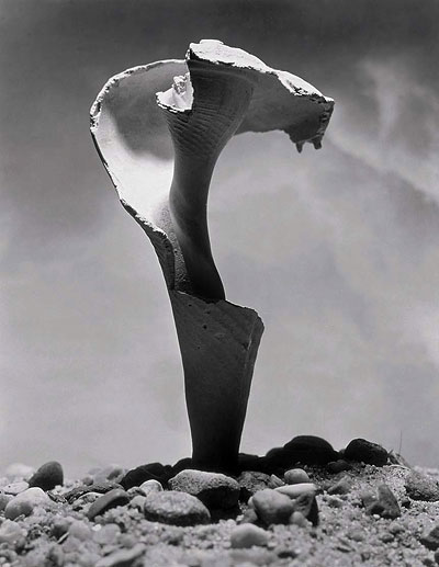 Detail einer Muschel, 1977; Foto Andreas Feininger © AndreasFeiningerArchive.com