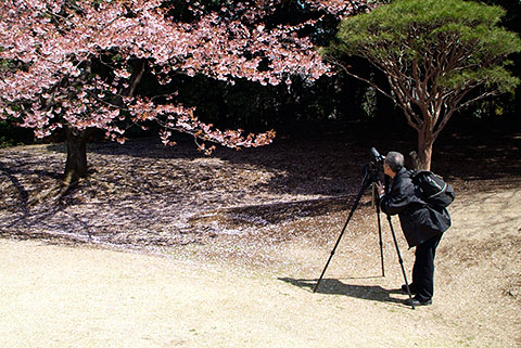 Kirschblüte in Tokio - Foto Dr. Martina Mettner