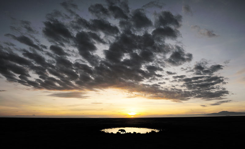 Foto Grégoire Bouguereau (F); Hyene au point du jour – Hyäne bei Sonnenaufgang