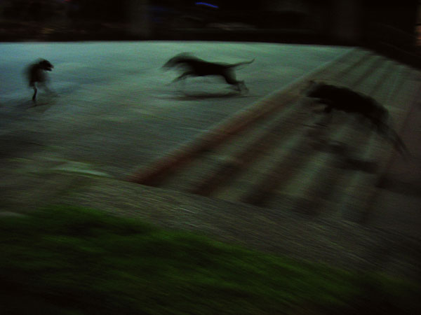 Foto Herlinde Koelbl: Abstrakt, Hunde in der Nacht, Tel Aviv 2005