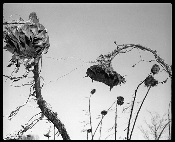 Foto Wilfried Bauer: Verblühte Sonnenblumen, Haseldorfer Marsch, 1992