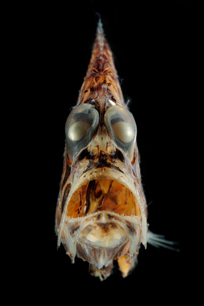 Silberpfeil (Argyropelecus affinis), Tiefseefisch