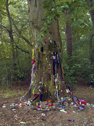 Foto Björn Siebert, Untitled Tree Picture [Remake]