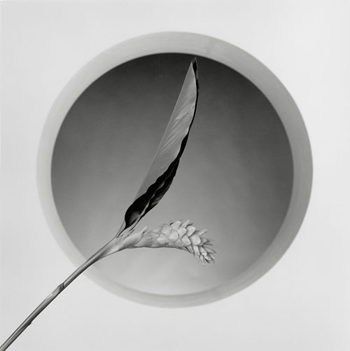 Robert Mapplethorpe, Flower, 1988