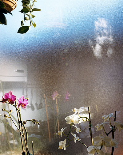 Foto Jessica Backhaus, Orchids in Salzburg, 2006