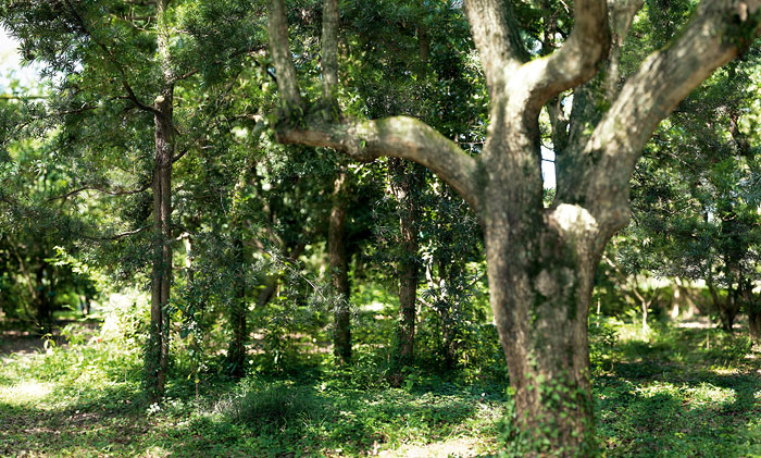 Foto Naruki Oshima, haptic green - in a large camphor tree