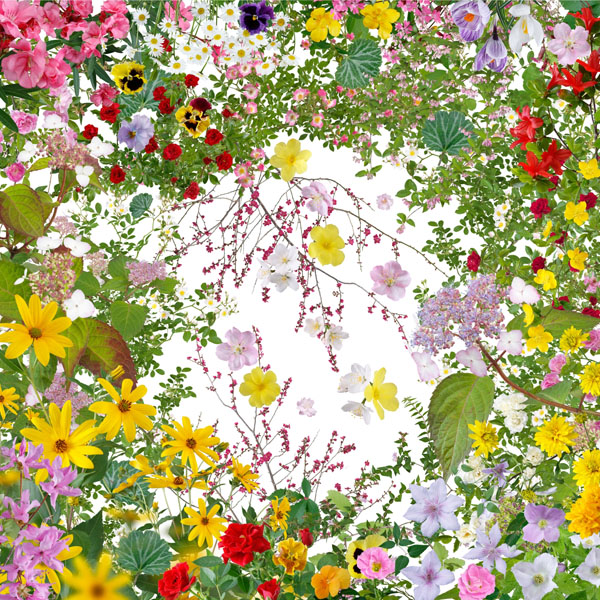 Fukushima Flowers von Katsuhiro Noguchi