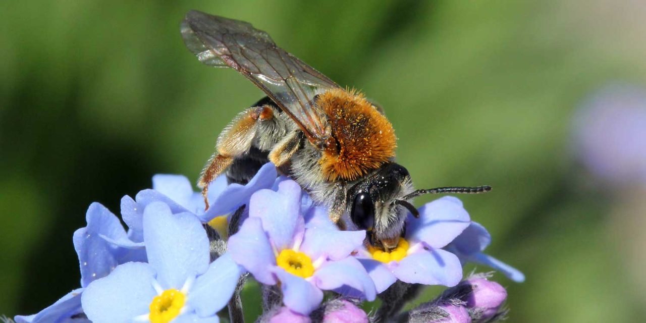 „Deutschland summt“ – Rollei spendet 25 Prozent des Umsatzes für Wildbienen