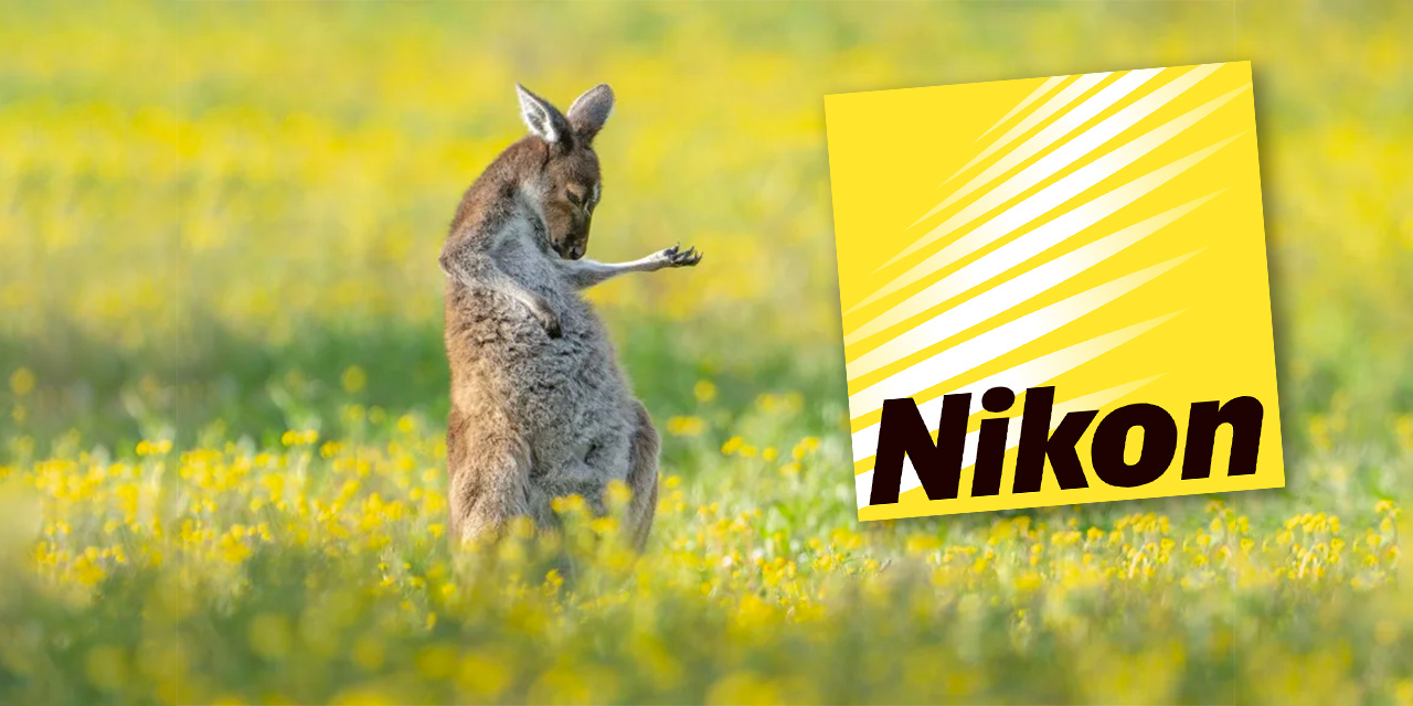Neuer Foto-Wettbewerb: Nikon Comedy Wildlife Awards